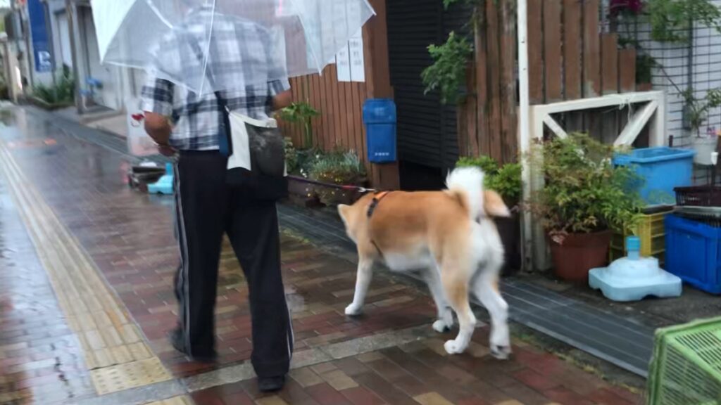 雨の日はのろのろ散歩のゆう太 秋田犬と共に暮らす日常