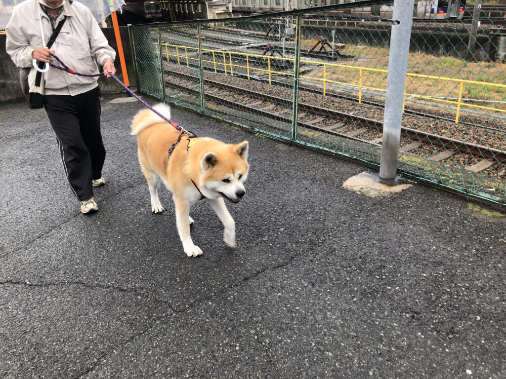 雨の日はのろのろ散歩のゆう太 秋田犬と共に暮らす日常